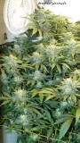 drobes bud porn! 008