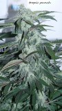 drobes light out! 002
