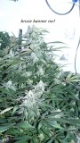 drobes light out! 018