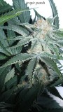drobes budporn 2 013