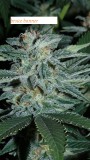 drobes budporn 2 021