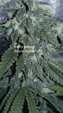 drobes budporn 2 032
