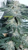 drobes 14 01 23 004