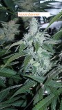 drobes 14 01 23 021