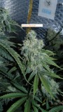 drobes 14 01 23 034
