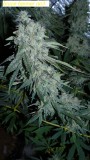 drobes 14 01 23 036