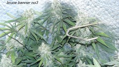 drobes 14 01 23 043