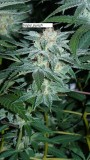 drobes 17 01 23 018