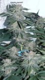 drobes 19 01 23 006