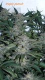 drobes 19 01 23 007