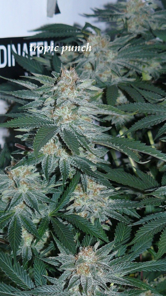 drobes 19 01 23 011