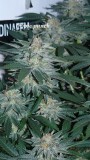 drobes 19 01 23 011