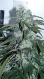 drobes 19 01 23 028
