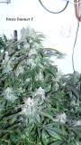 drobes 19 01 23 029