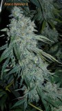 drobes 19 01 23 044
