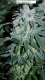 drobes 26 01 23 020