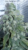 drobes 26 01 23 041